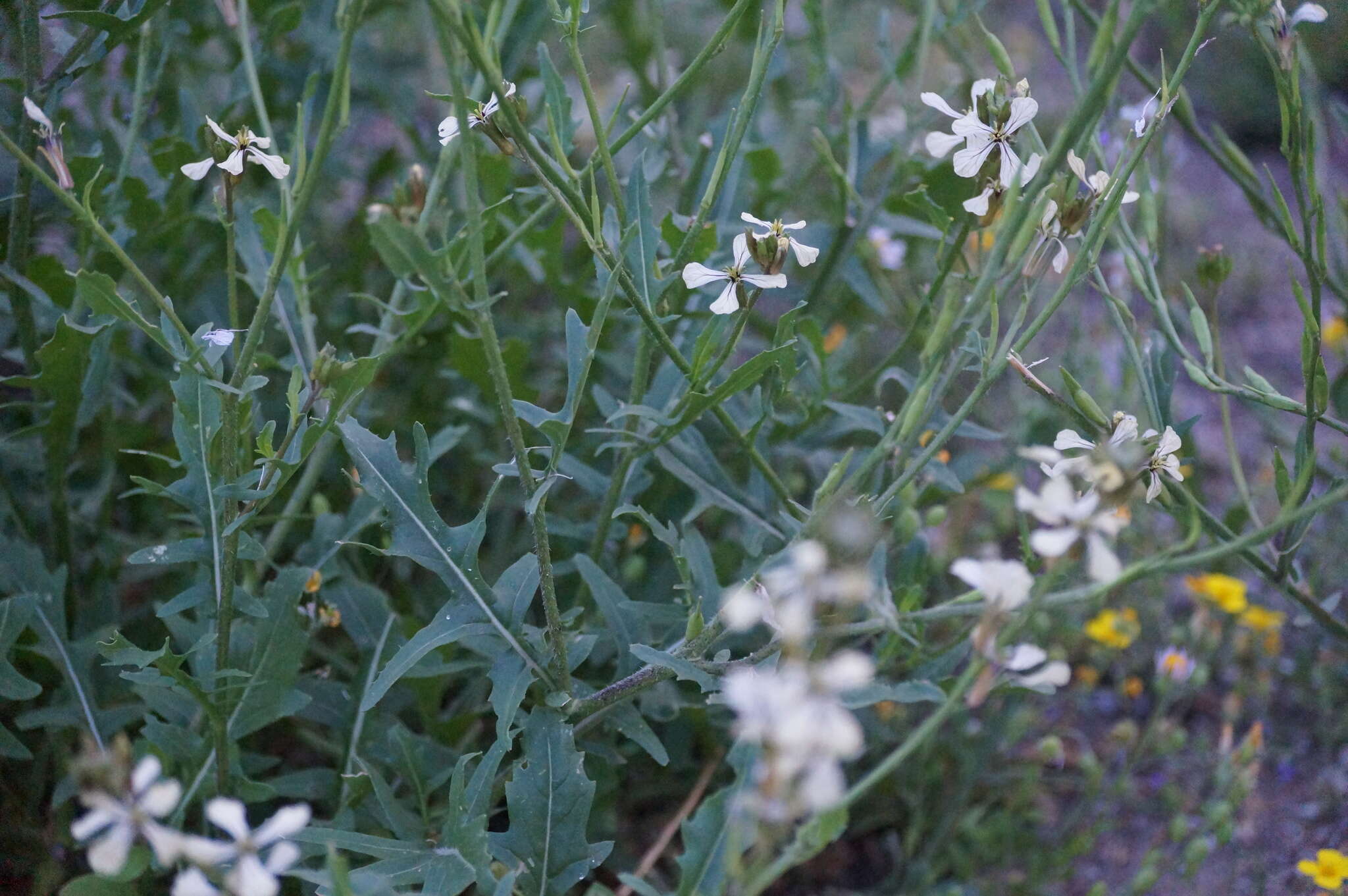 Plancia ëd Eruca