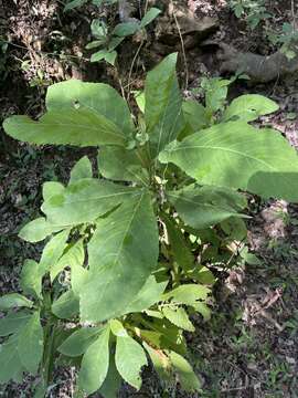 Image of Gymnanthemum myrianthum (Hook. fil.) H. Robinson