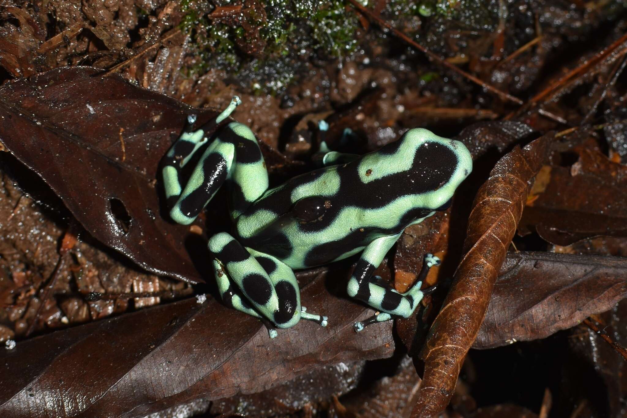 Image of Gold Arrow-poison Frog