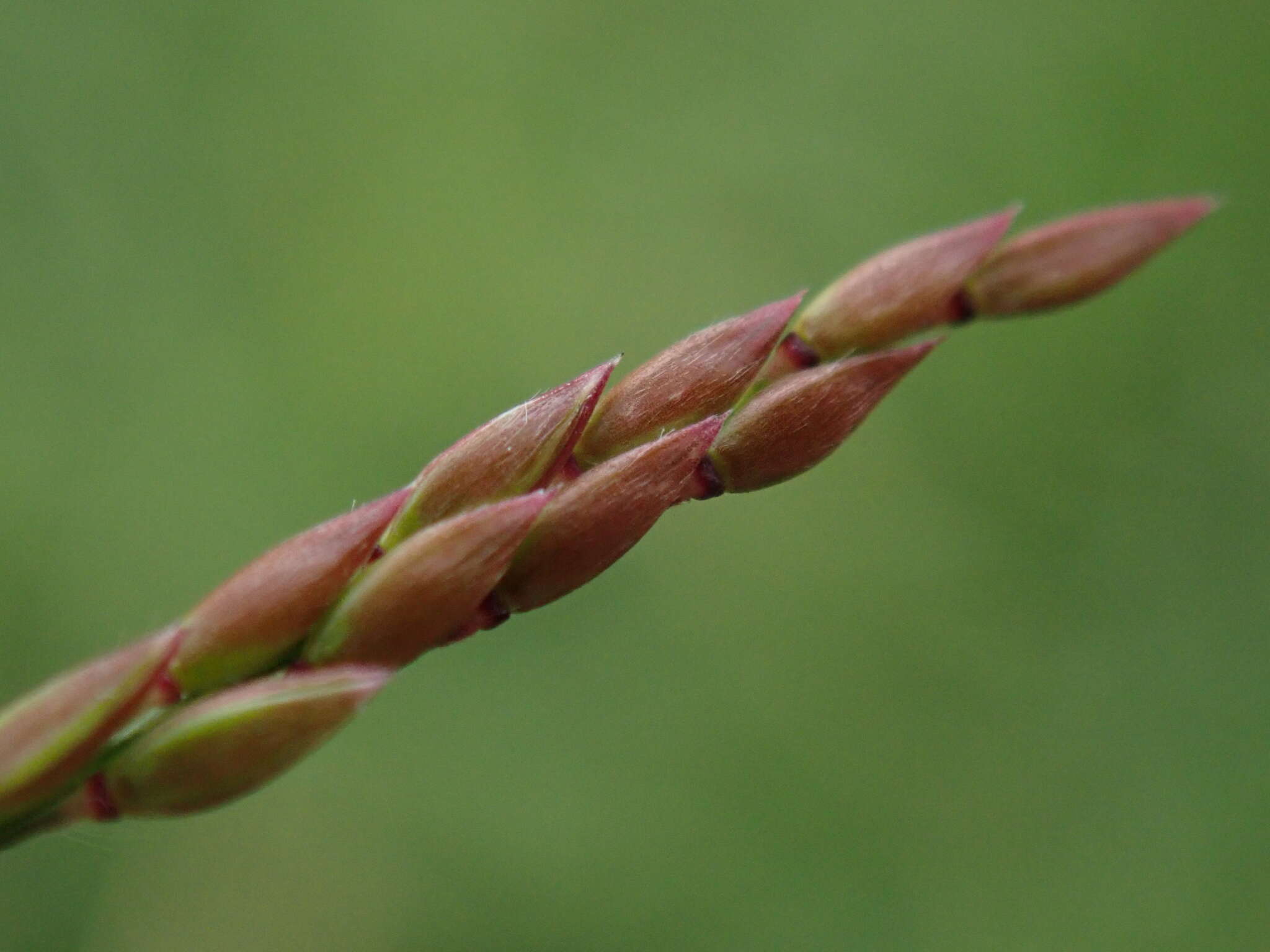 Sivun Eriochloa procera (Retz.) C. E. Hubb. kuva