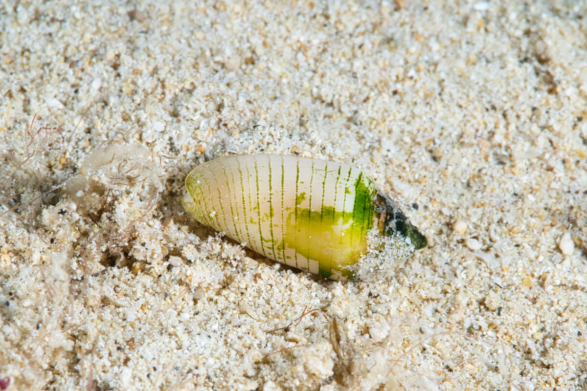 Image of Imbricariopsis Fedosov, Herrmann, Kantor & Bouchet 2018