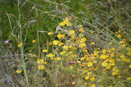 Lasthenia coronaria (Nutt.) Ornduff resmi