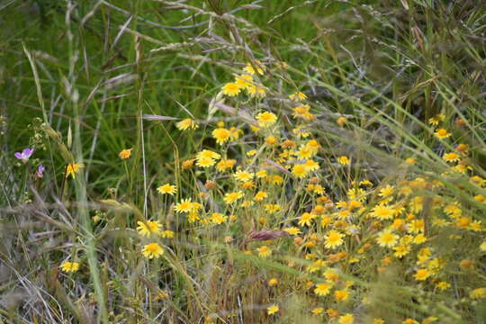 Lasthenia coronaria (Nutt.) Ornduff resmi