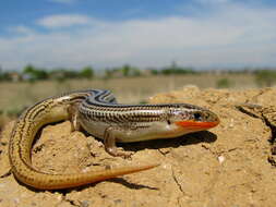 Image of Many-lined Skink