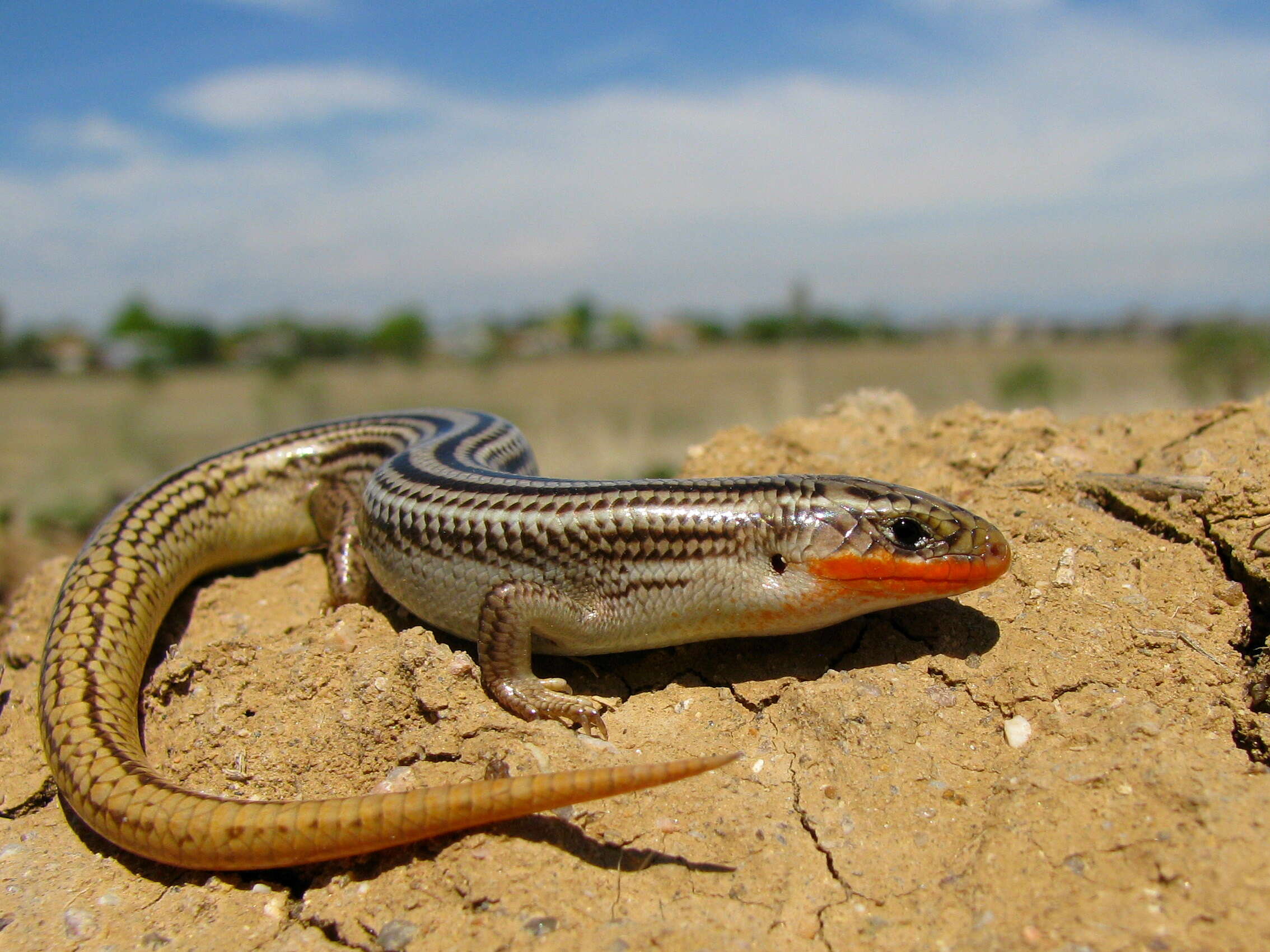 Image of Many-lined Skink