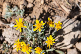 Image of hoary groundsel