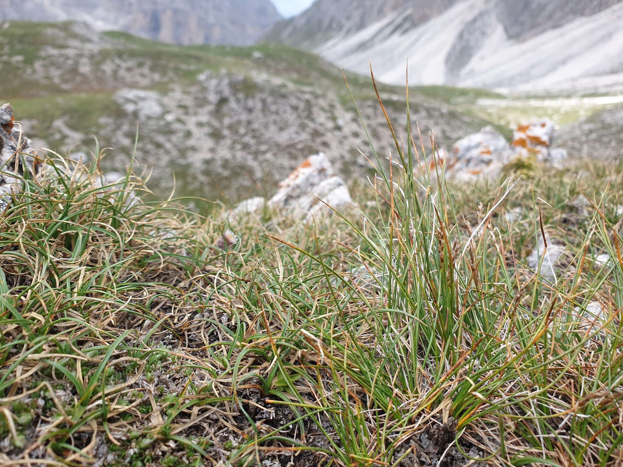 Image of Pacific Bog Sedge