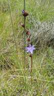 Image of Aristea madagascariensis Baker