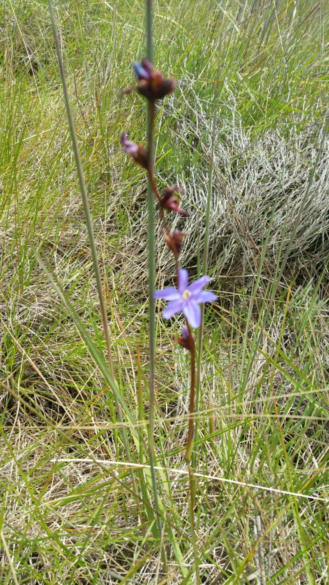 Image of Aristea madagascariensis Baker