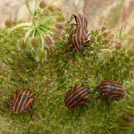 Image of Graphosoma italicum italicum