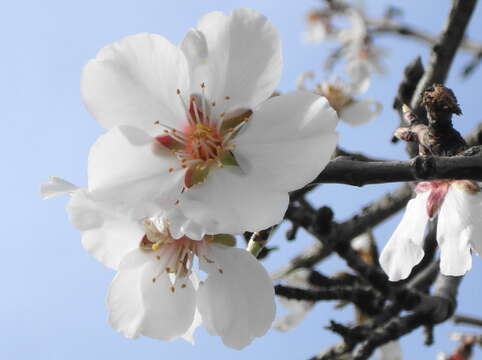 Image of flowering almond