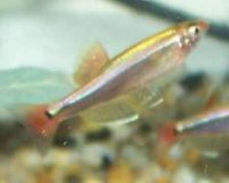 Image of White Cloud Mountain Minnow