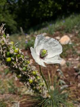 Image of Papaver albiflorum (Elkan) Pacz.