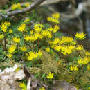 Image of Chrysosplenium album var. flavum Hara