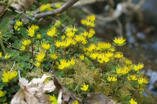 Image of Chrysosplenium album Maxim.