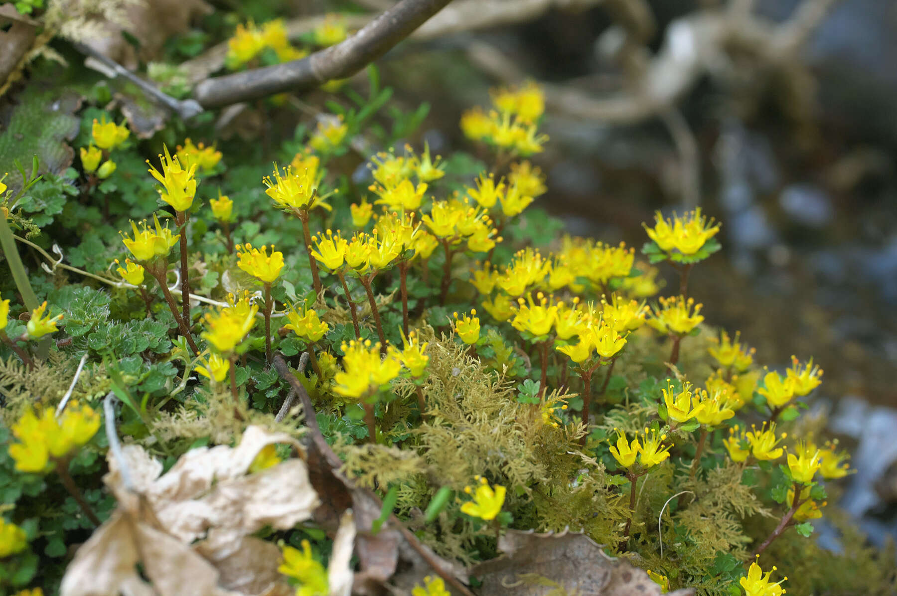 Image of Chrysosplenium album var. flavum Hara