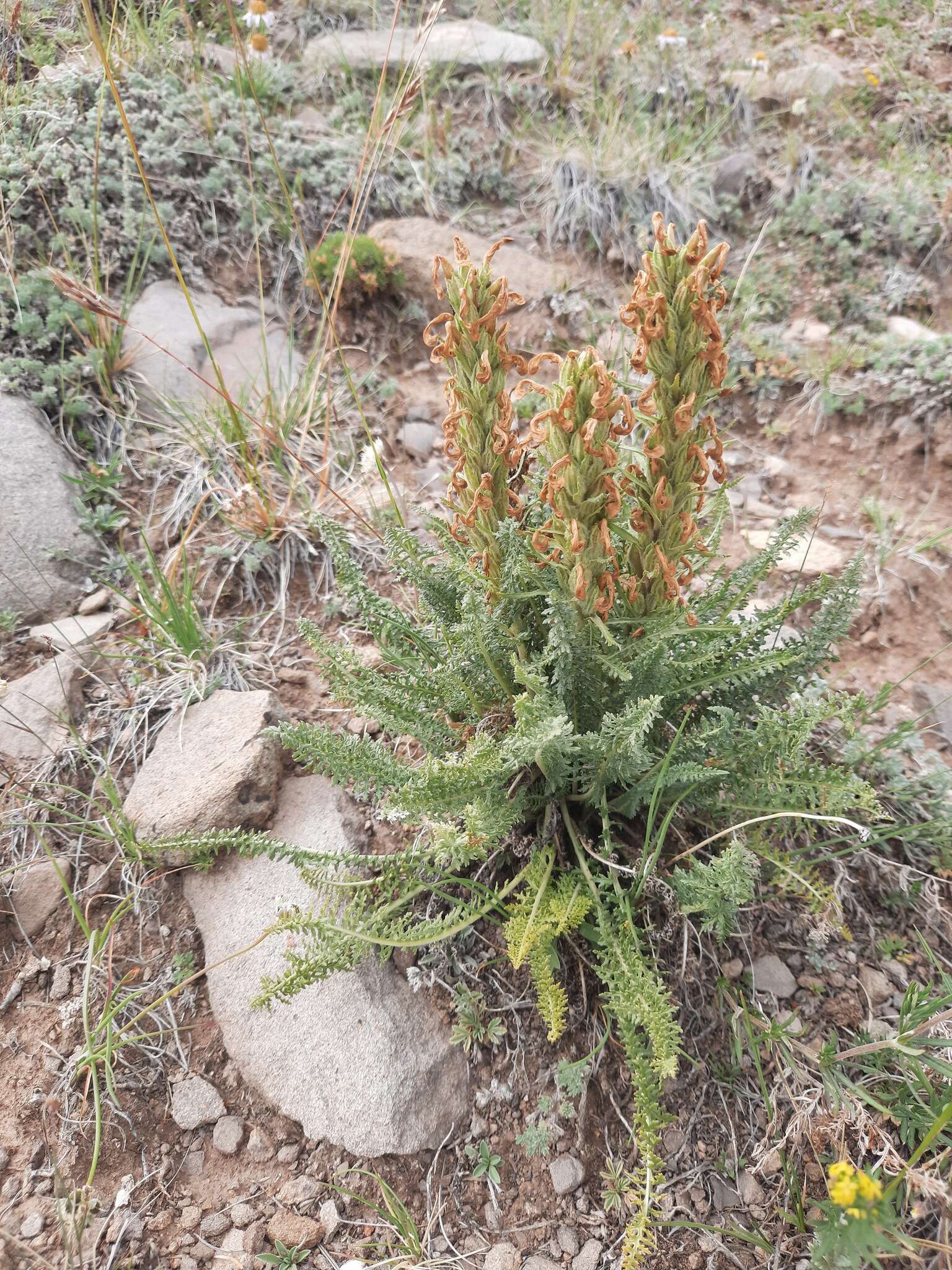 Image of Pedicularis achilleifolia Stephan ex Willd.