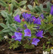 Plancia ëd Echium rosulatum subsp. davaei (Rouy) Coutinho