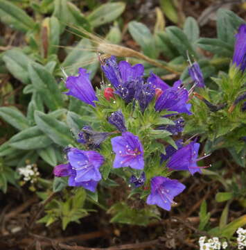 Echium rosulatum subsp. davaei (Rouy) Coutinho的圖片