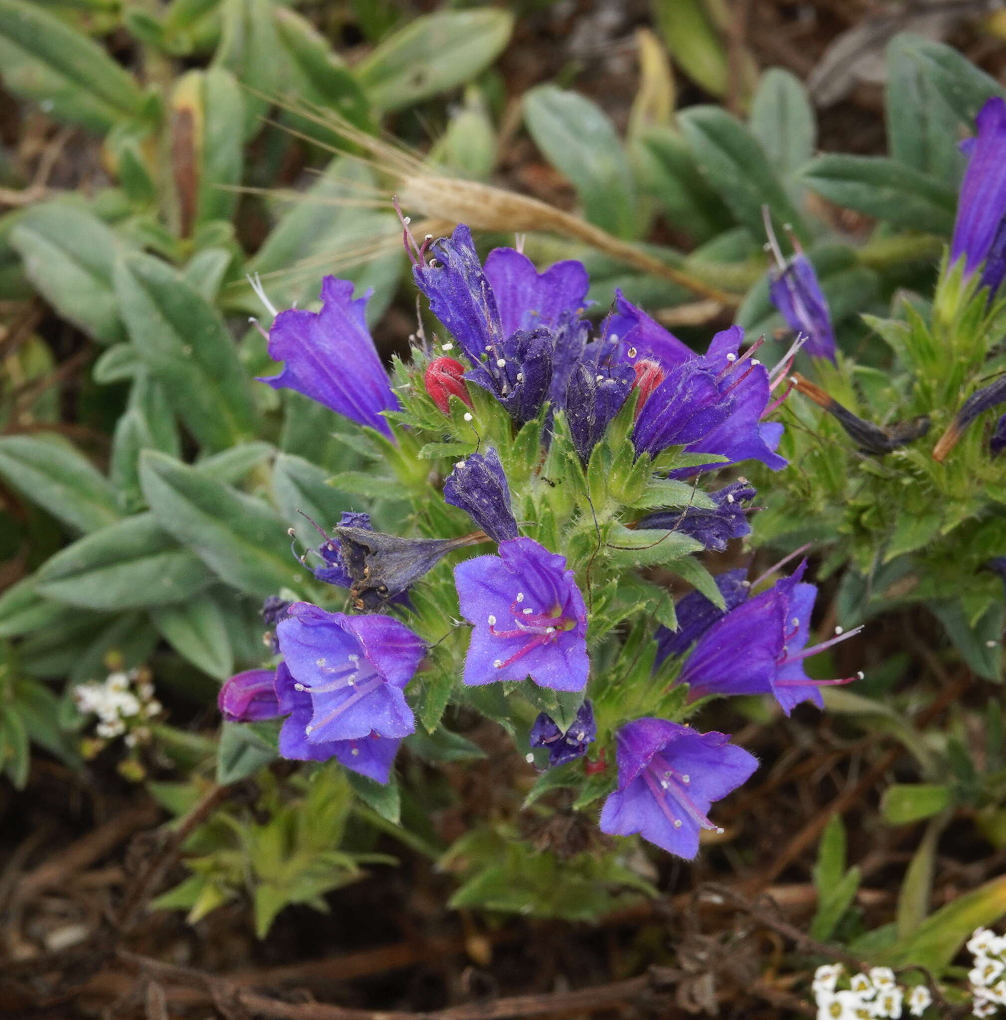 Echium rosulatum subsp. davaei (Rouy) Coutinho的圖片