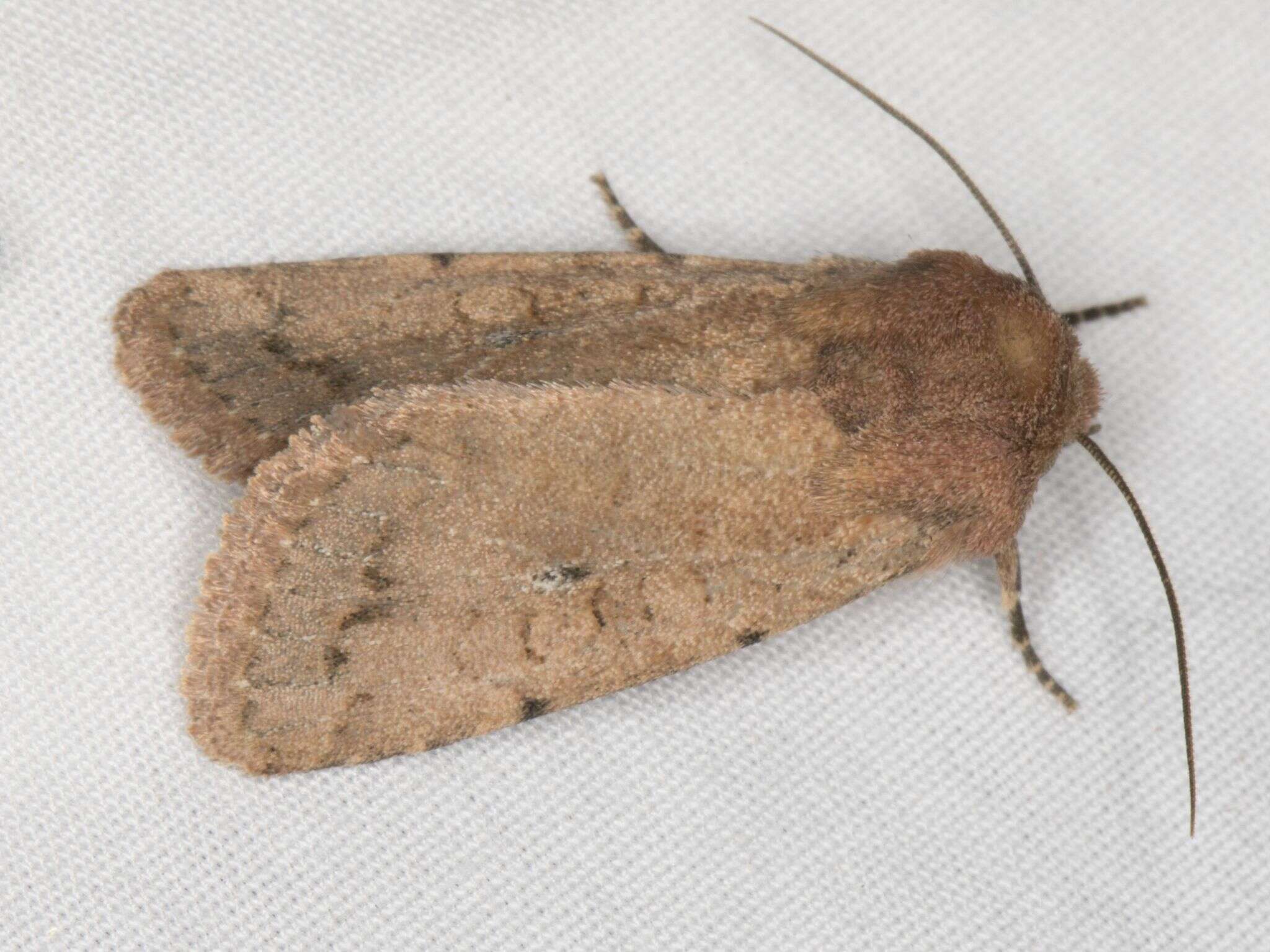 Image of Banded Quaker