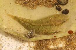 Image of Estuary Clingfish