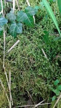 Слика од Eurhynchium