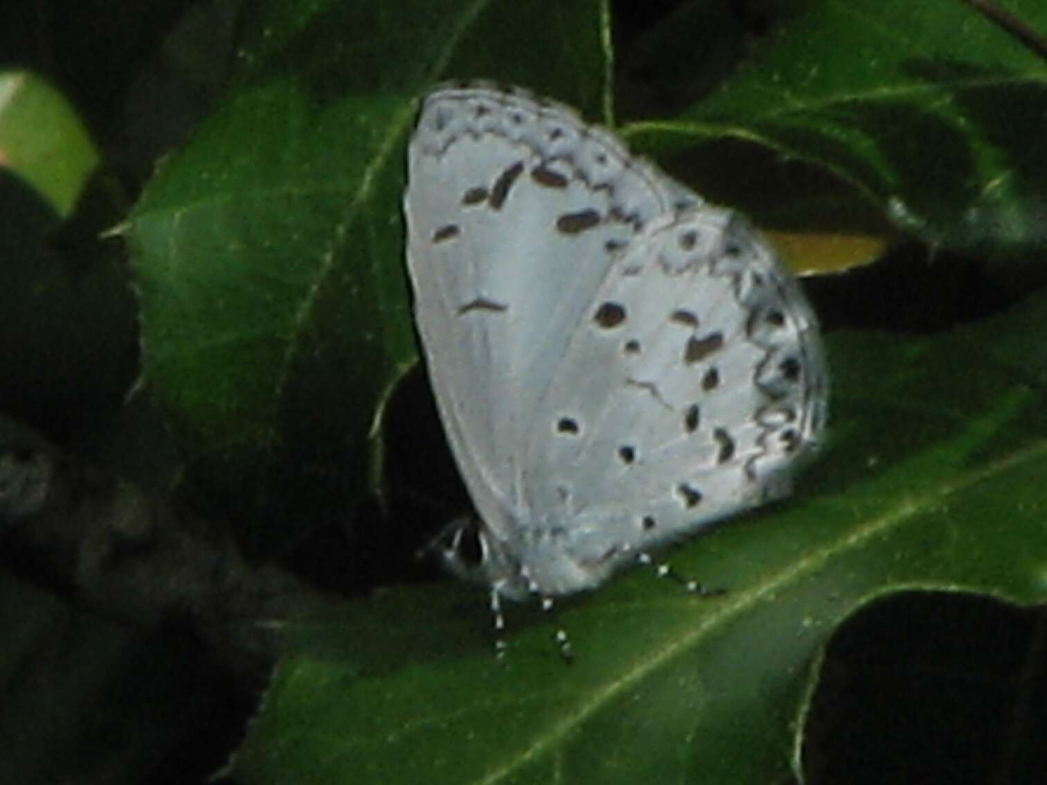 Image of Lycaenopsis