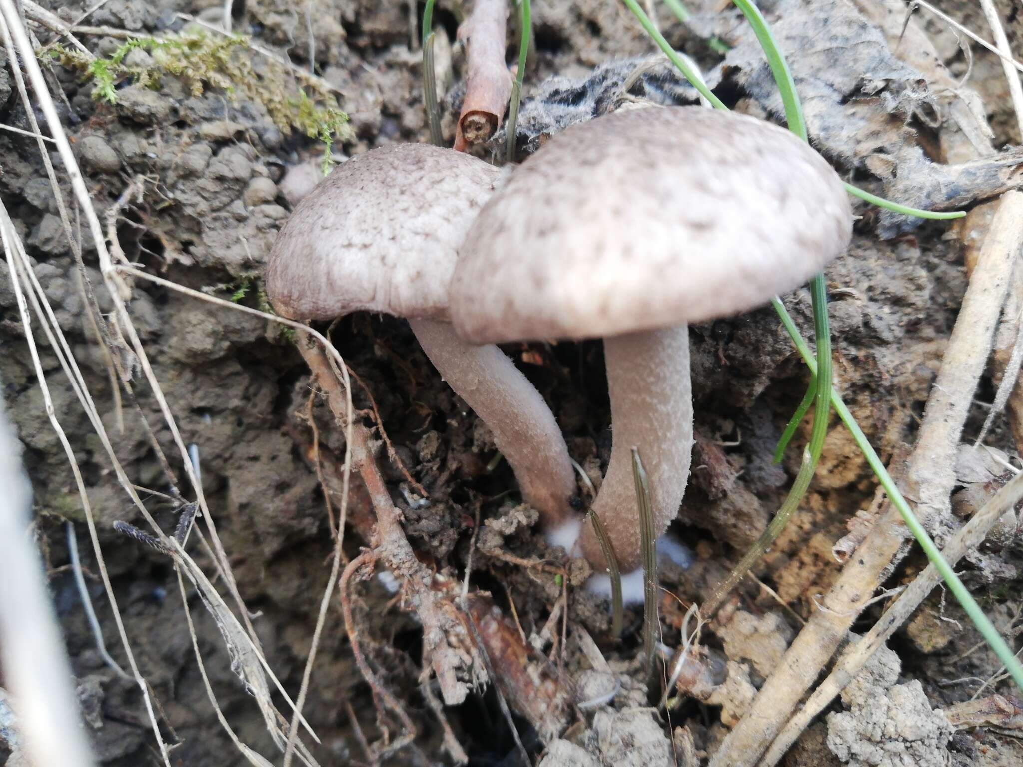 Image of Coprinopsis melanthina (Fr.) Örstadius & E. Larss. 2015