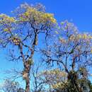 Imagem de Handroanthus lapacho (K. Schum.) S. O. Grose