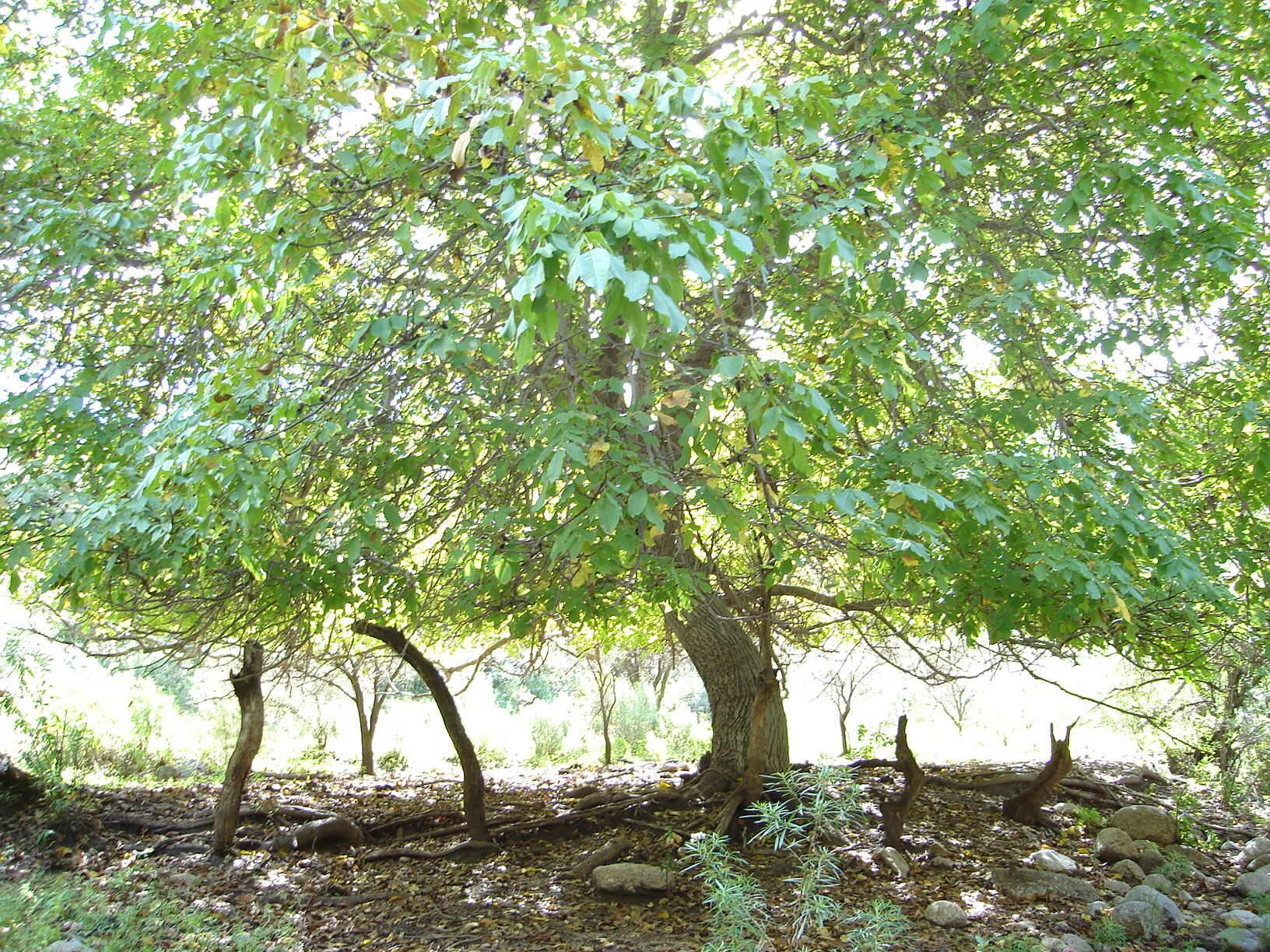 Image of Common walnut