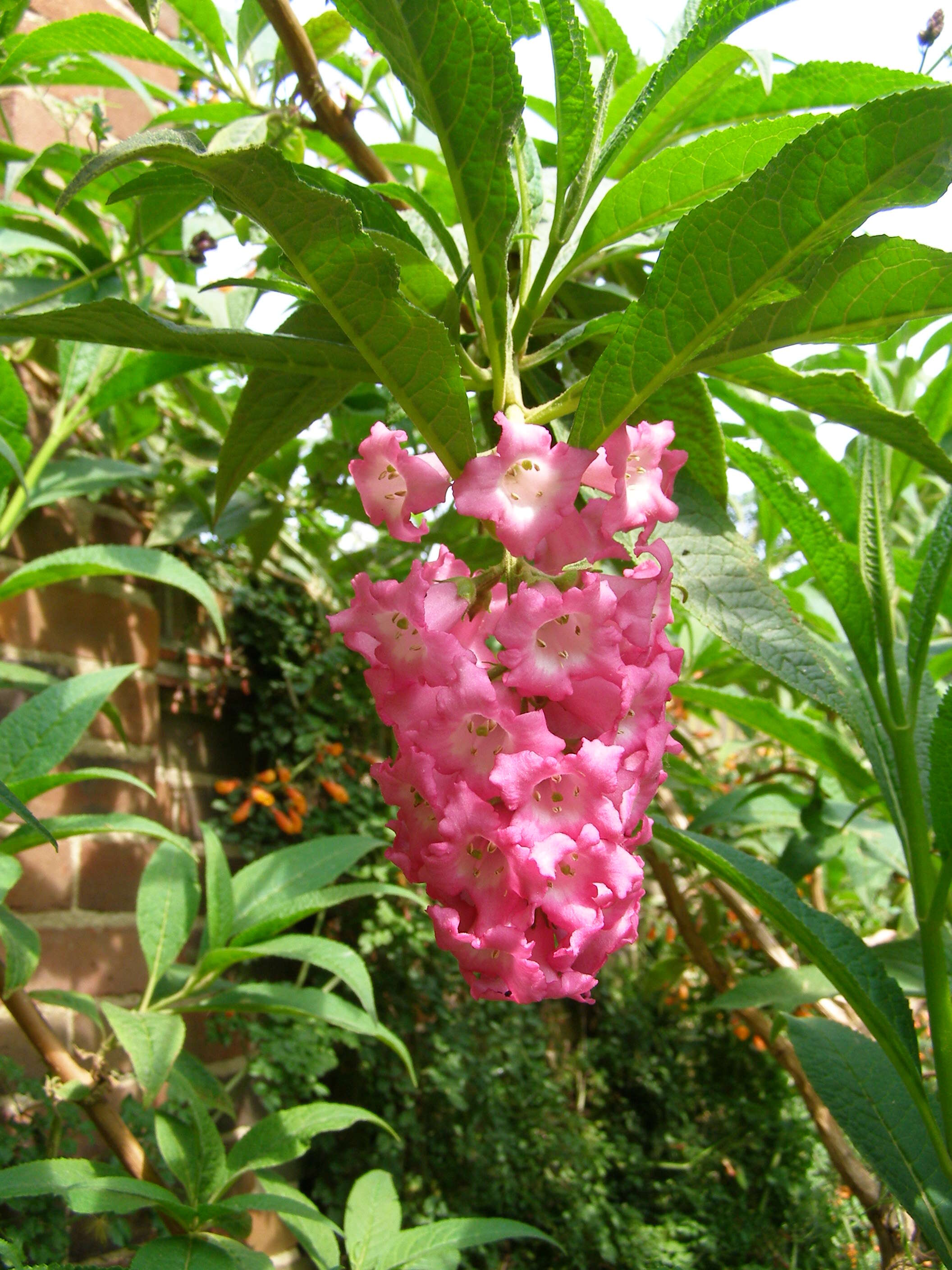 Sivun Buddleja colvilei Hook. fil. & Thomson kuva