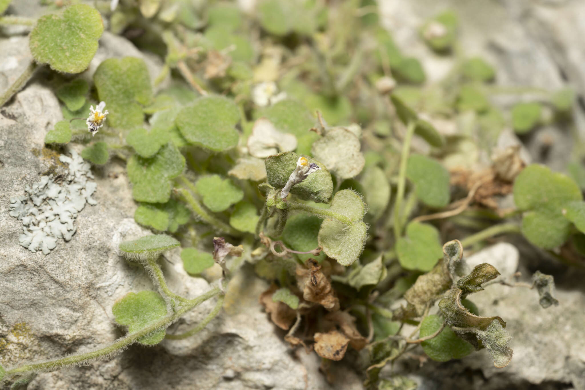 Image of Cymbalaria microcalyx subsp. acutiloba (Boiss. & Heldr.) W. Greuter