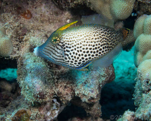 Image of Fantail filefish