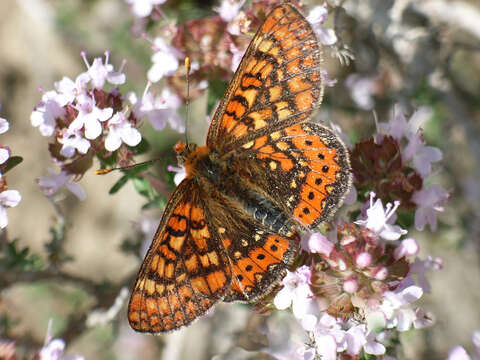 Image of Euphydryas aurinia