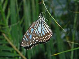 Image of Ideopsis vulgaris Butler 1874