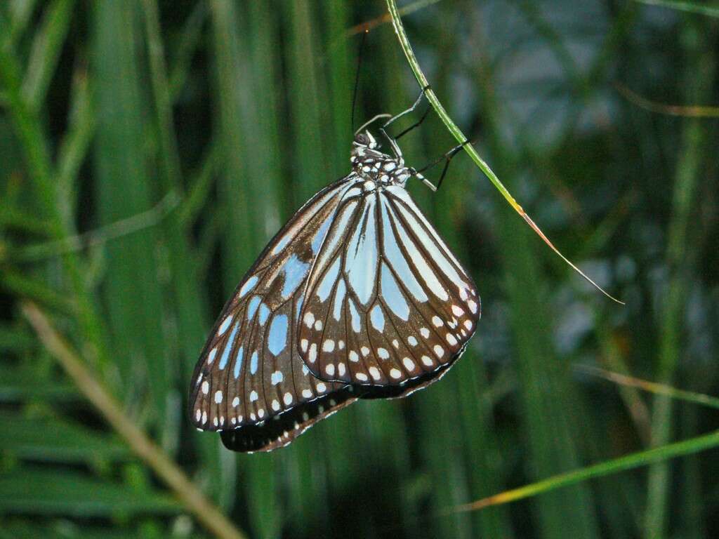 Image of Ideopsis vulgaris Butler 1874