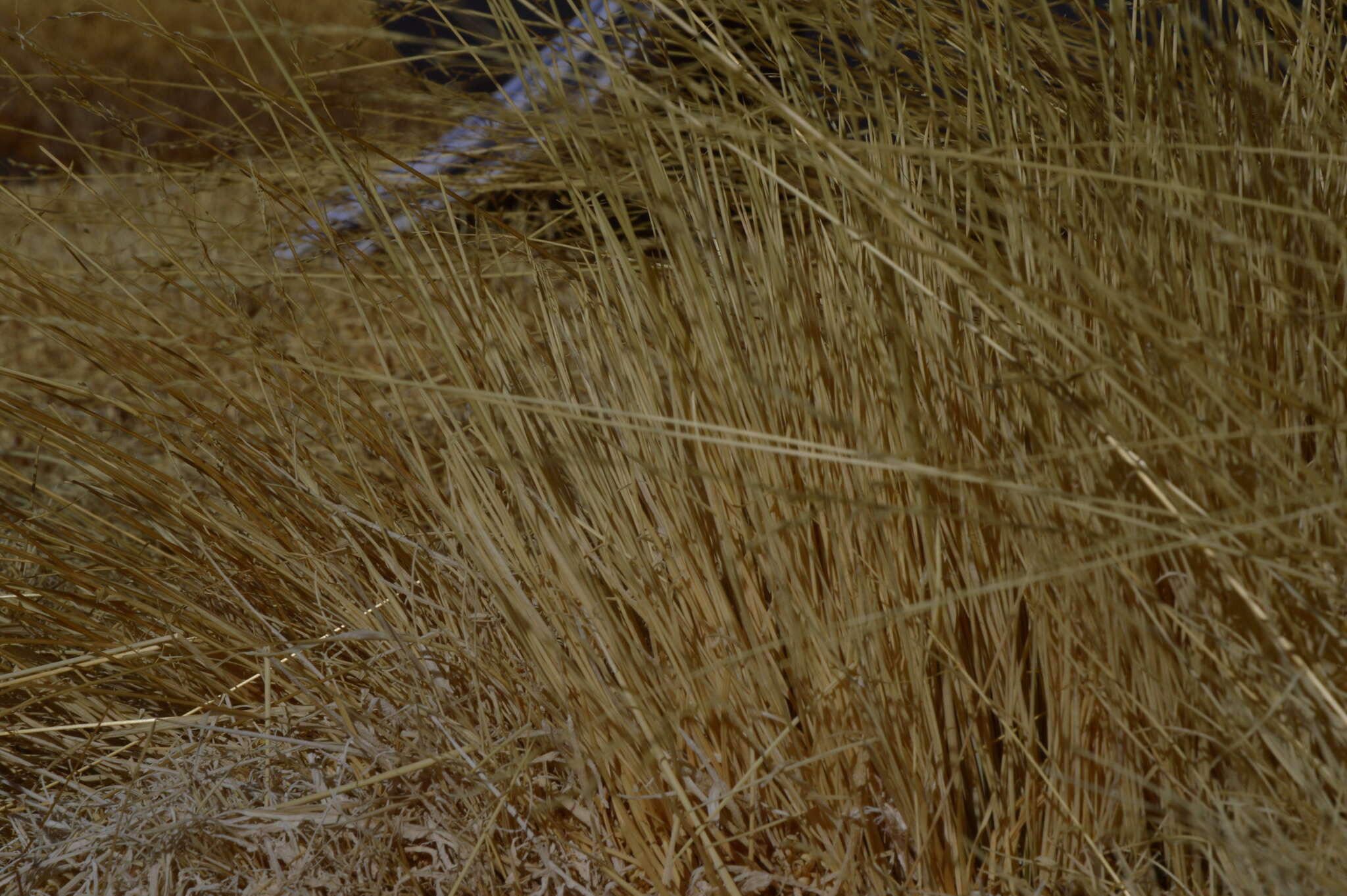 Image of Calamagrostis deserticola (Phil.) Phil.