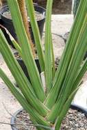 Image of Blue Sansevieria