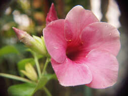 Image of purple allamanda