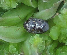 Image of Zebra leaf aloe
