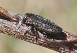 Image of Chrysobothris beyeri Schaeffer 1904