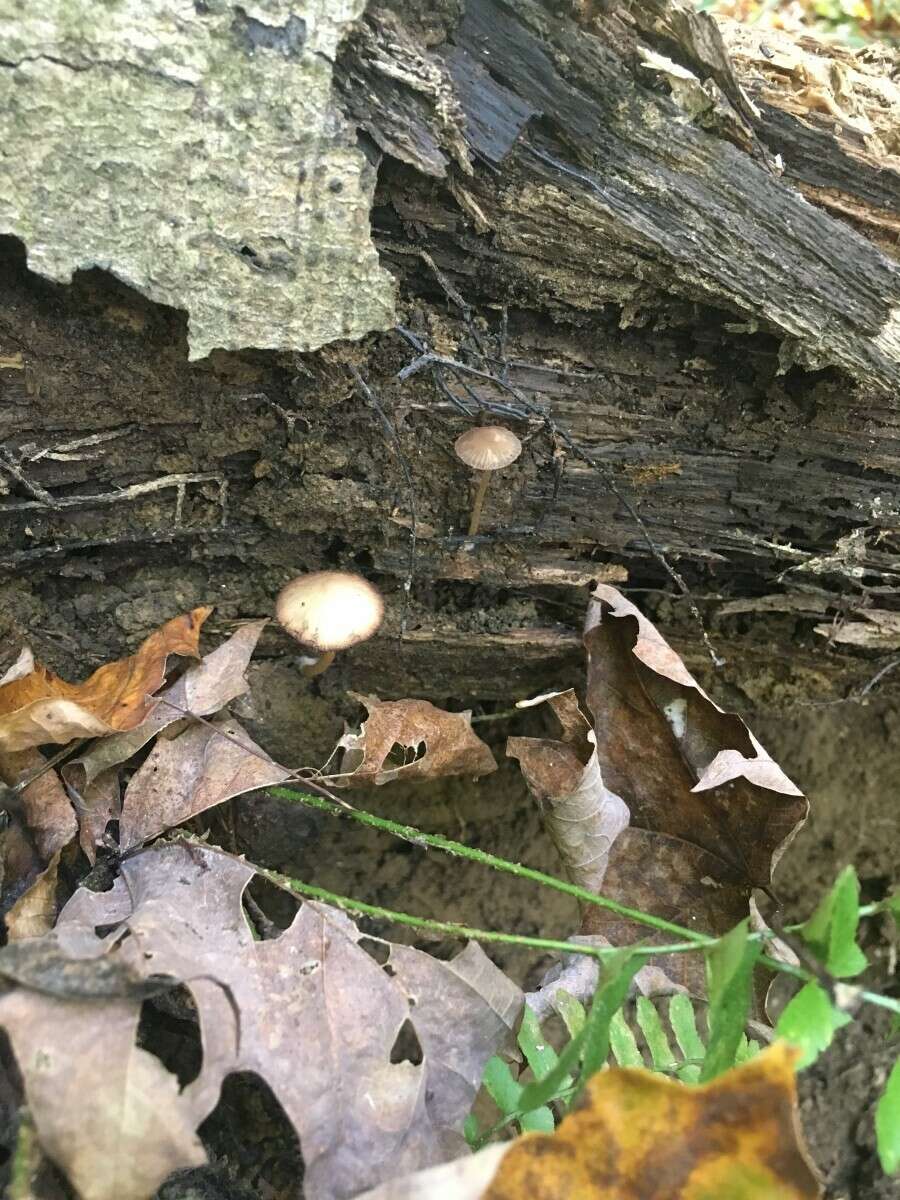 Imagem de Psathyrella psammophila A. H. Sm. 1972