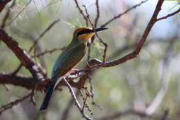 Image of Rainbow Bee-eater