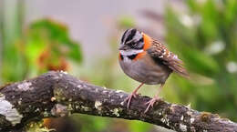 Image of Rufous-collared Sparrow