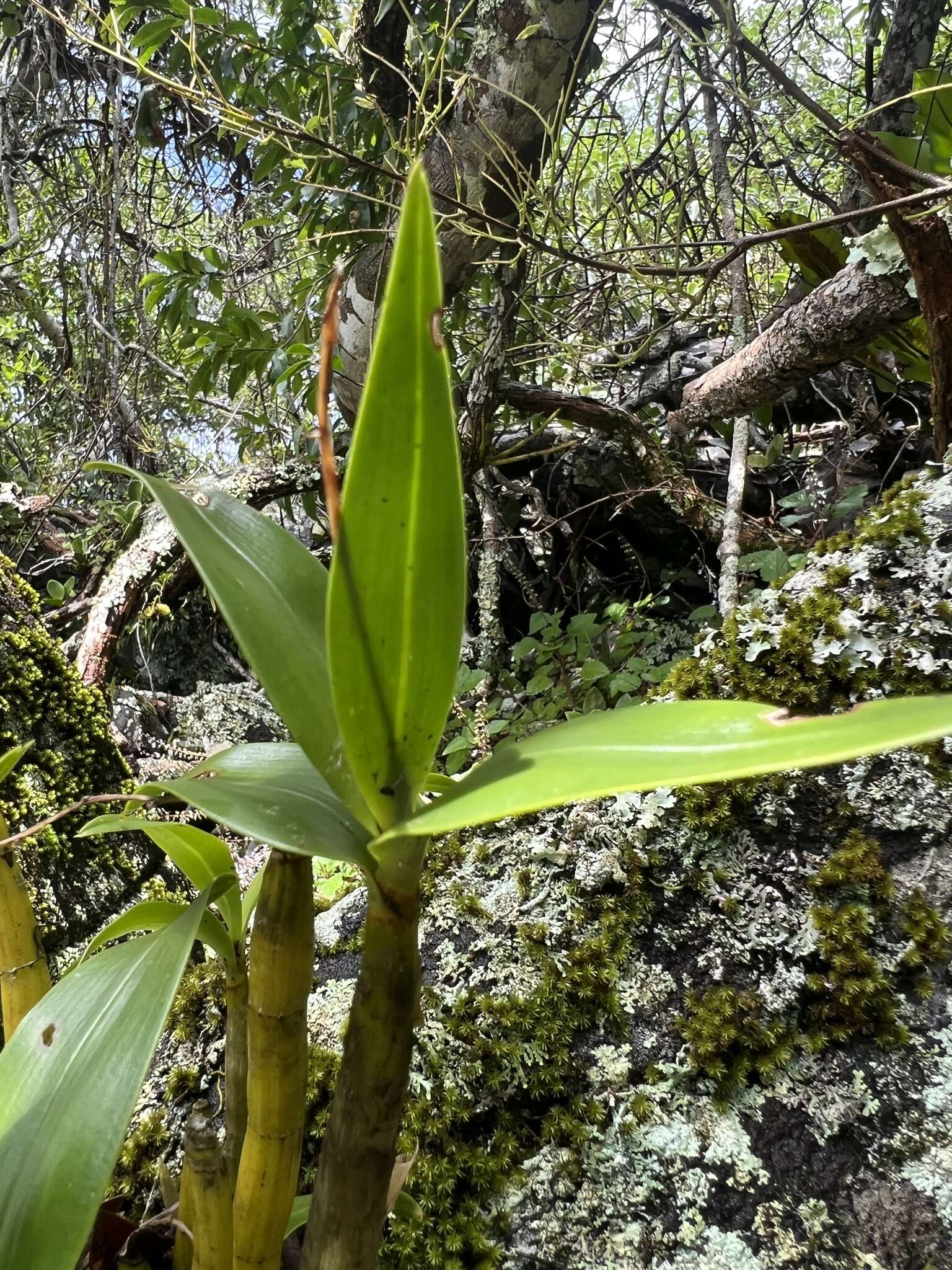 Слика од Dendrobium gracilicaule F. Muell.