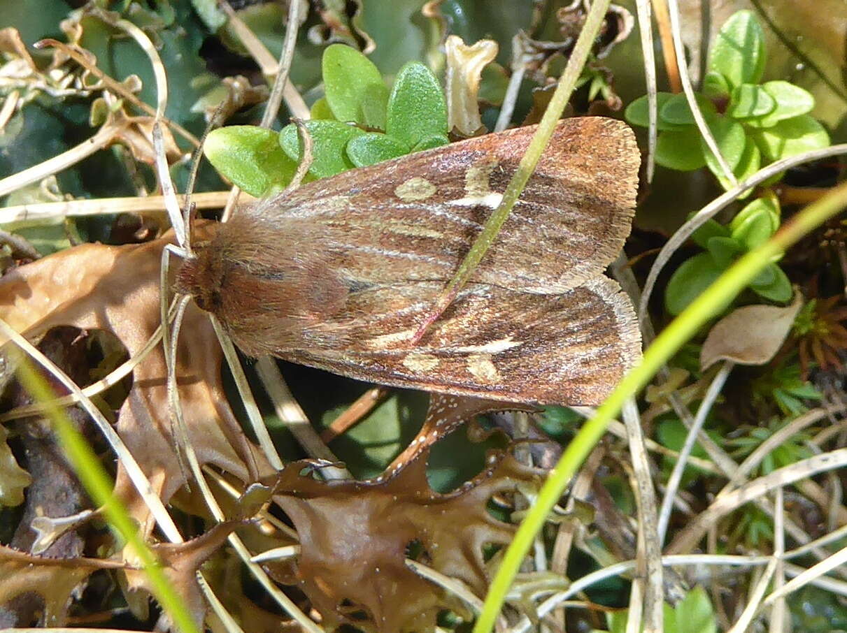 Image of Cerapteryx