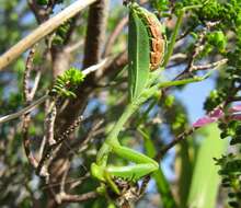 Image of Sphodromantis