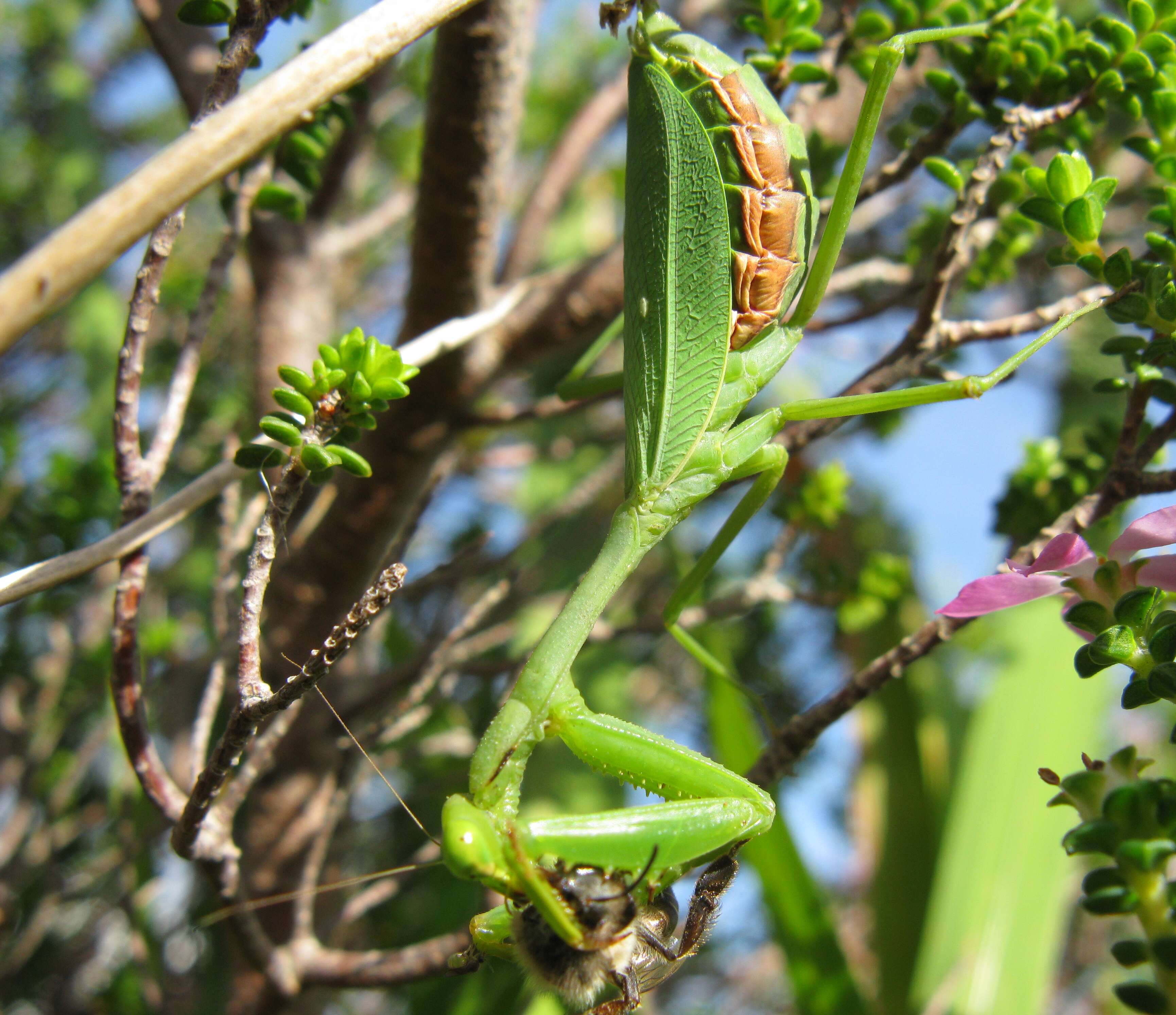 Image of Sphodromantis