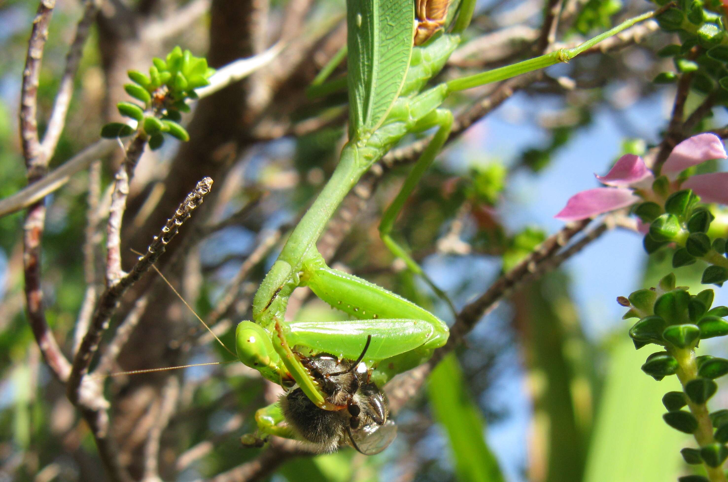 Image of Sphodromantis